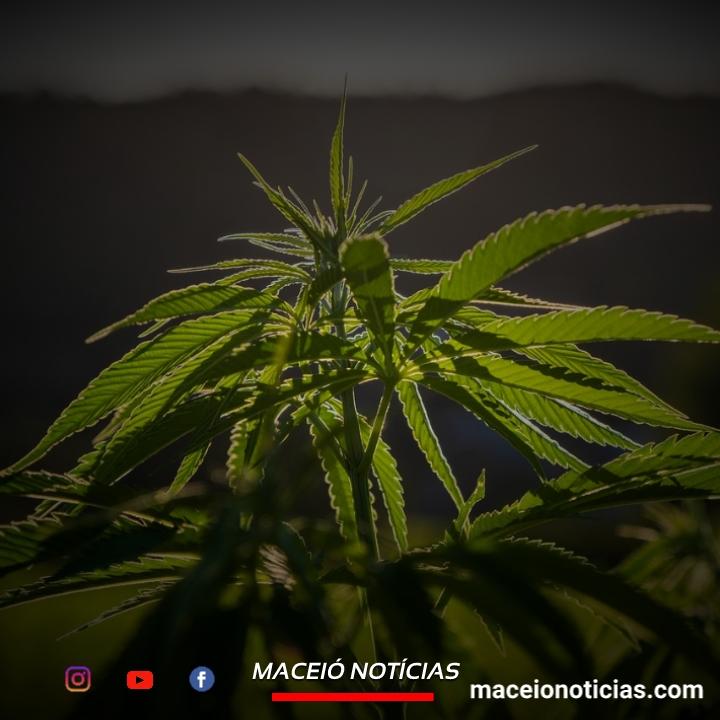 STF forma maioria para descriminalizar o porte de maconha para uso pessoal.