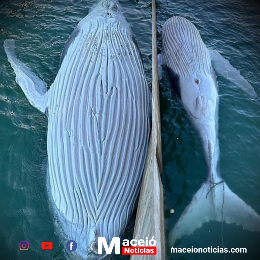 Baleia Jubarte jovem é encontrada morta no Porto de Maceió