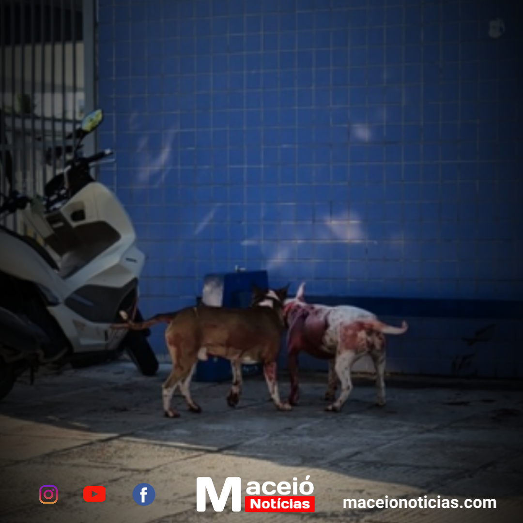 Ataque de Bull Terriers deixa Serraria em alerta e medo