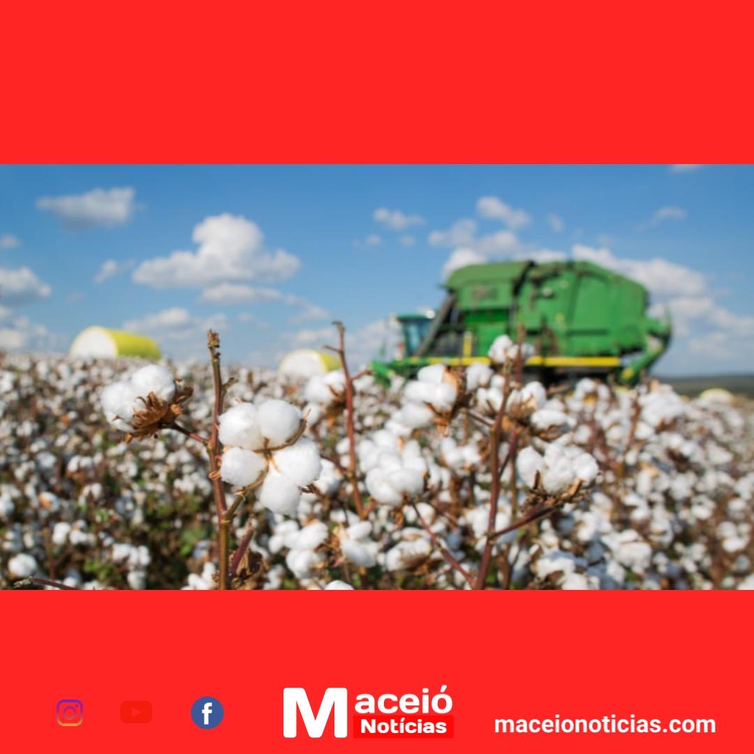 Brasil alcança marco histórico e se torna o maior exportador de algodão do mundo