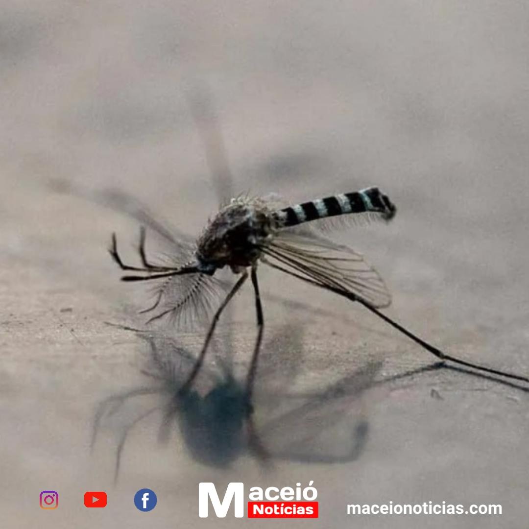 Procurado vivo ou morto: Filipinas dão recompensas por mosquitos