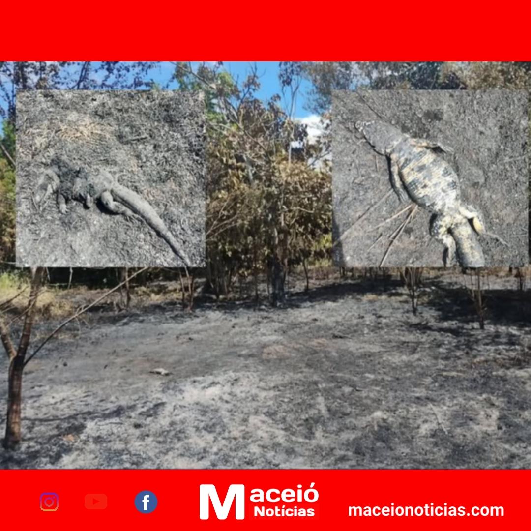 Incêndio atinge Bosque das Arapiracas, mata jacarés e causa dano ambiental