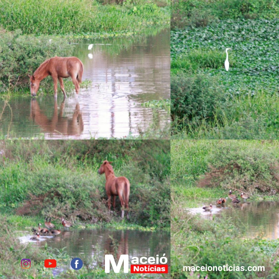 Pantanal urbano encanta no Graciliano Ramos com cenário inusitado