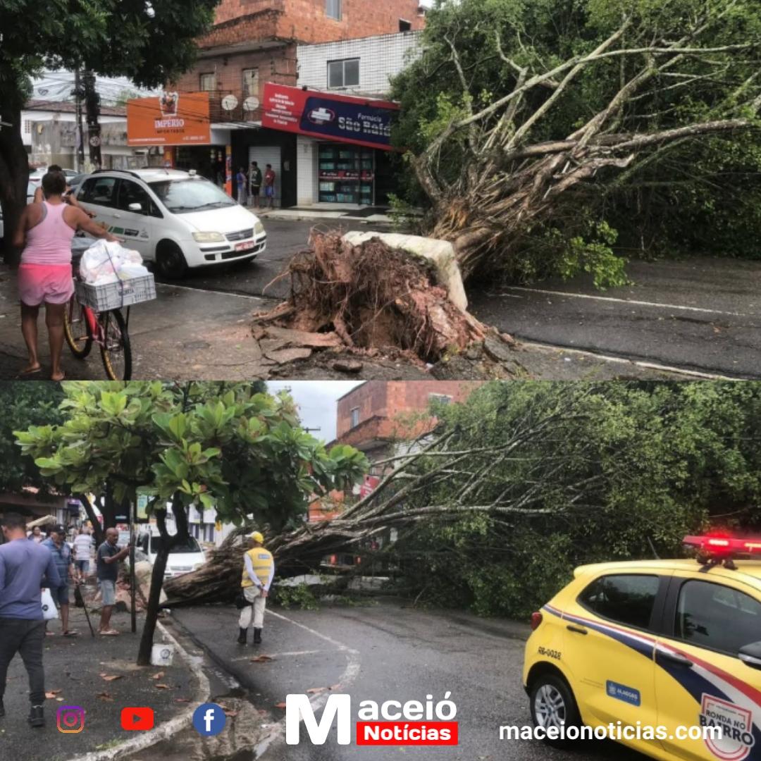 Árvore cai e interdita via no Benedito Bentes