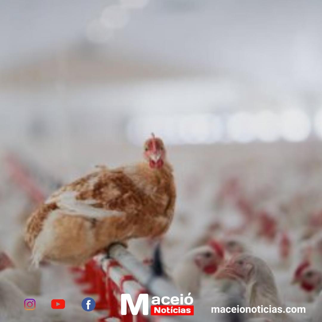Brasil retoma status de livre da gripe aviária após contenção de surto