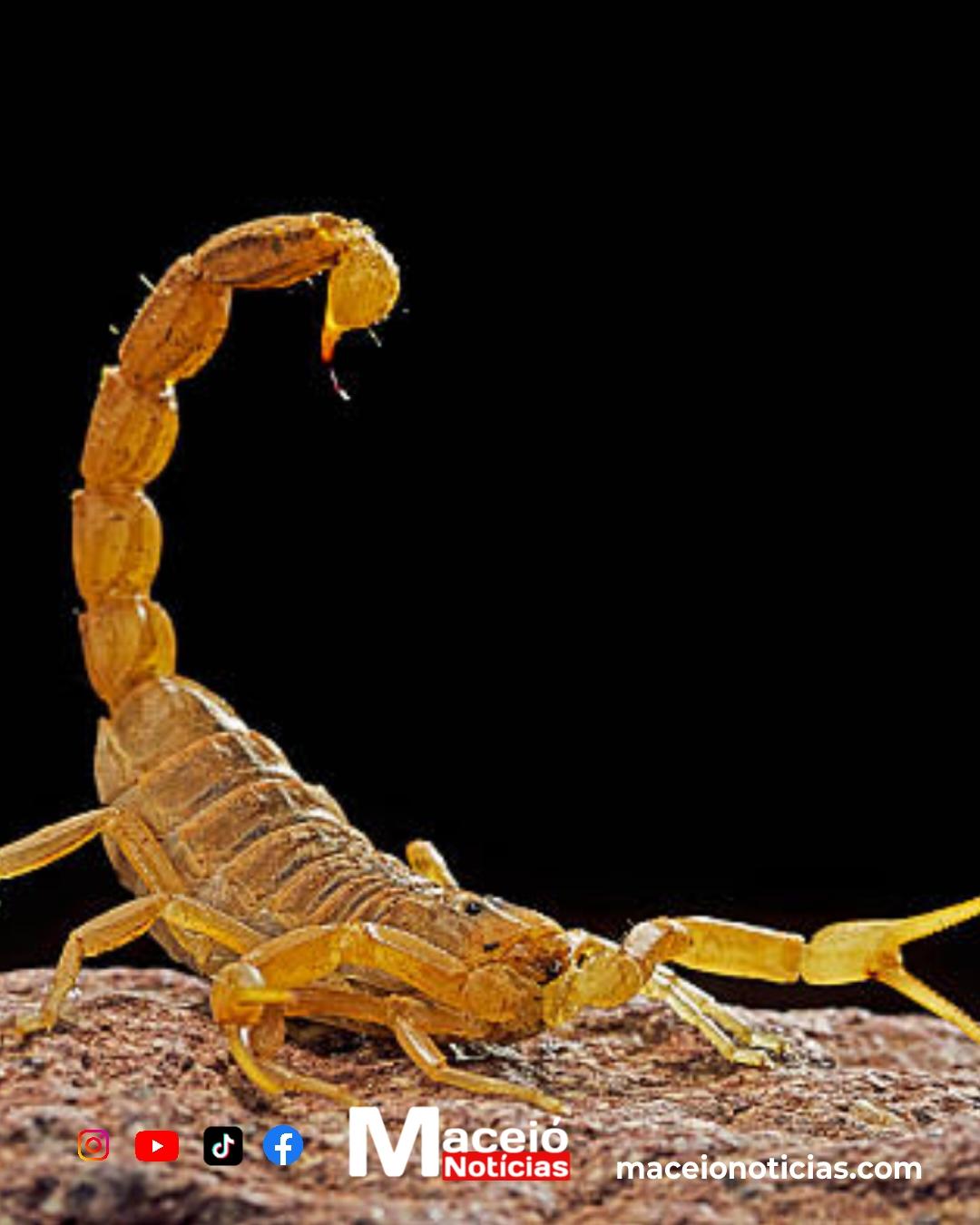 Cresce o número de picadas com escorpiões em Maceió, e autoridades acendem alerta