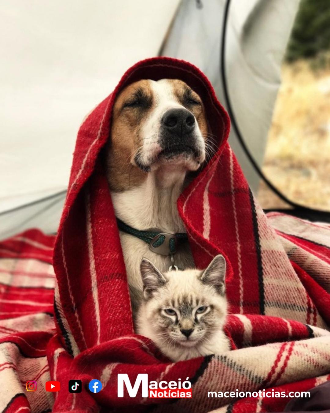 Campanha de vacinação contra a raiva começa para cães e gatos em Alagoas