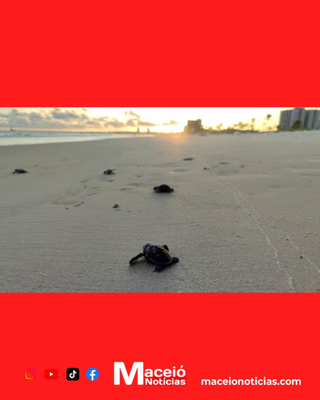 Filhotes de tartaruga transformam Praia do Sobral em corredor da vida rumo ao mar