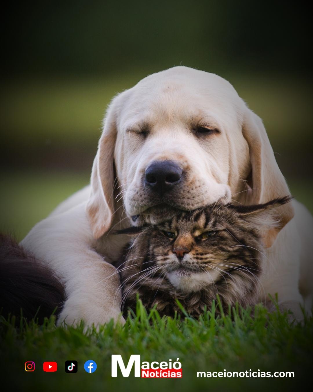 São Paulo autoriza enterro de pets em jazigos familiares