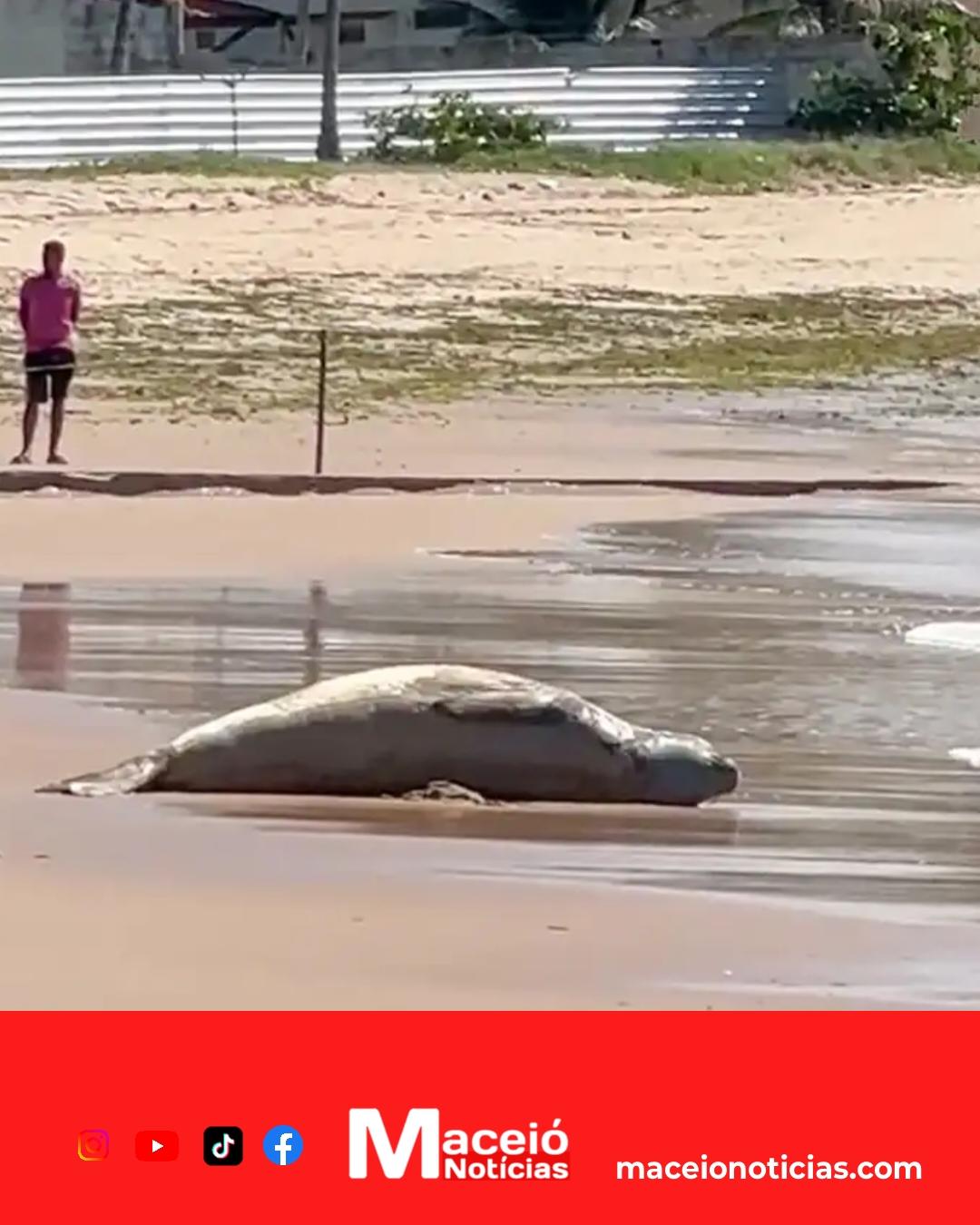 Elefante-marinho aparece morto no litoral de Alagoas