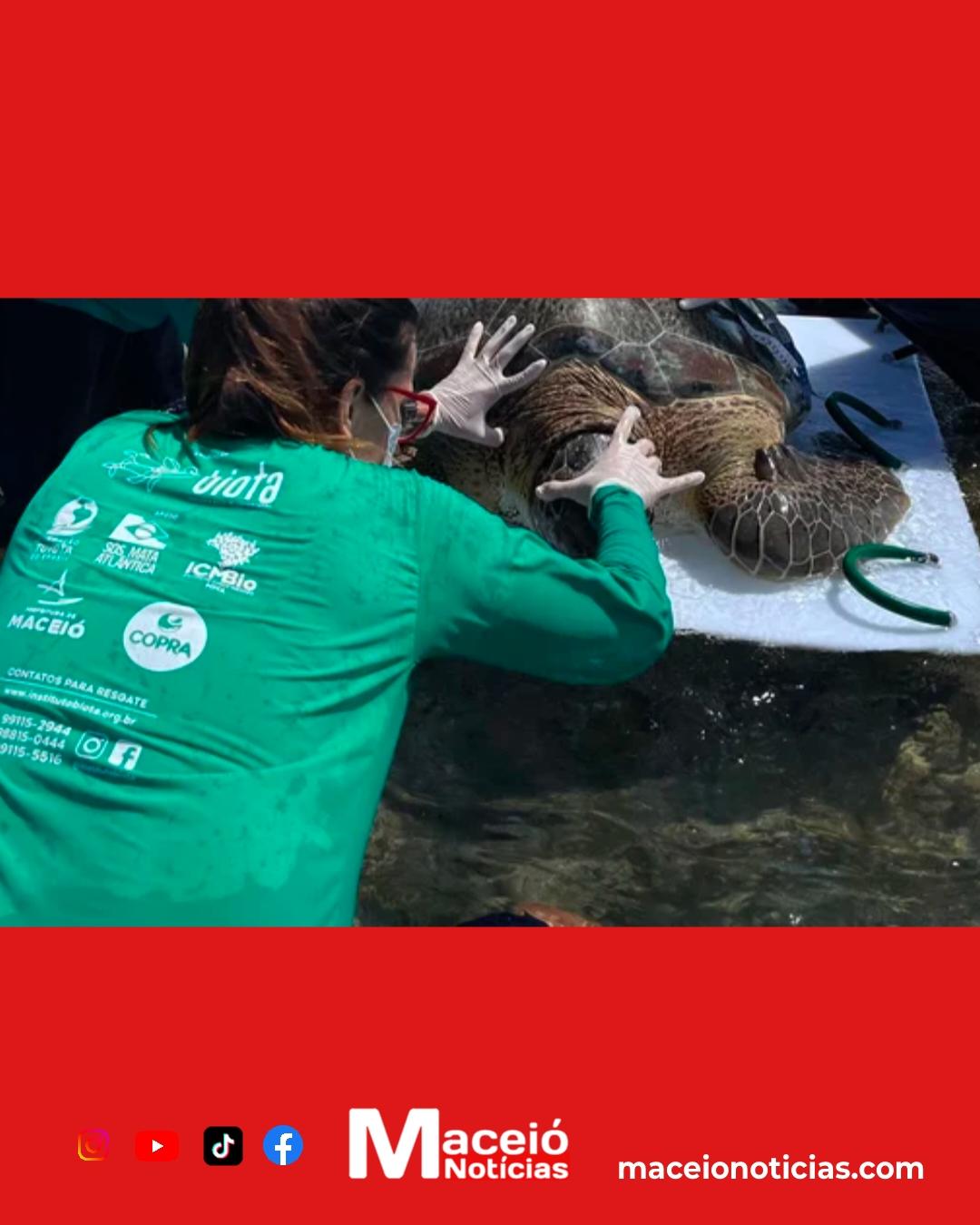 Resgate em Ipioca: tartaruga-verde é encontrada presa em curral