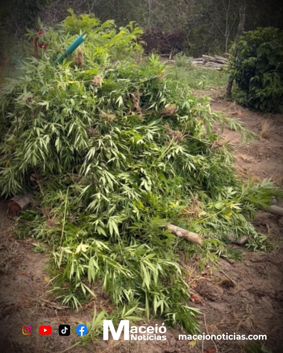 Polícia destrói plantação com mais de 4 mil pés de maconha em Coruripe
