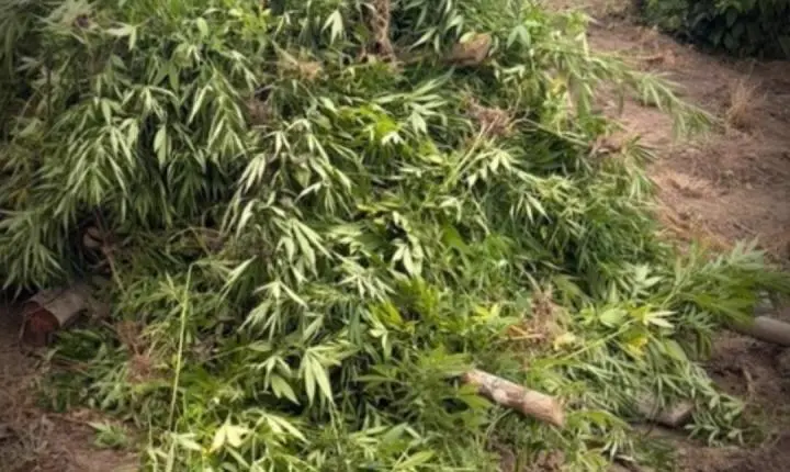 Polícia destrói plantação com mais de 4 mil pés de maconha em Coruripe