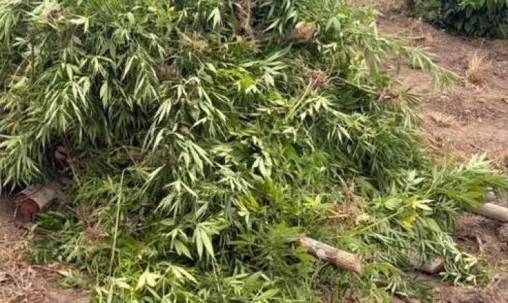 Polícia destrói plantação com mais de 4 mil pés de maconha em Coruripe