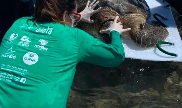 Resgate em Ipioca: tartaruga-verde é encontrada presa em curral